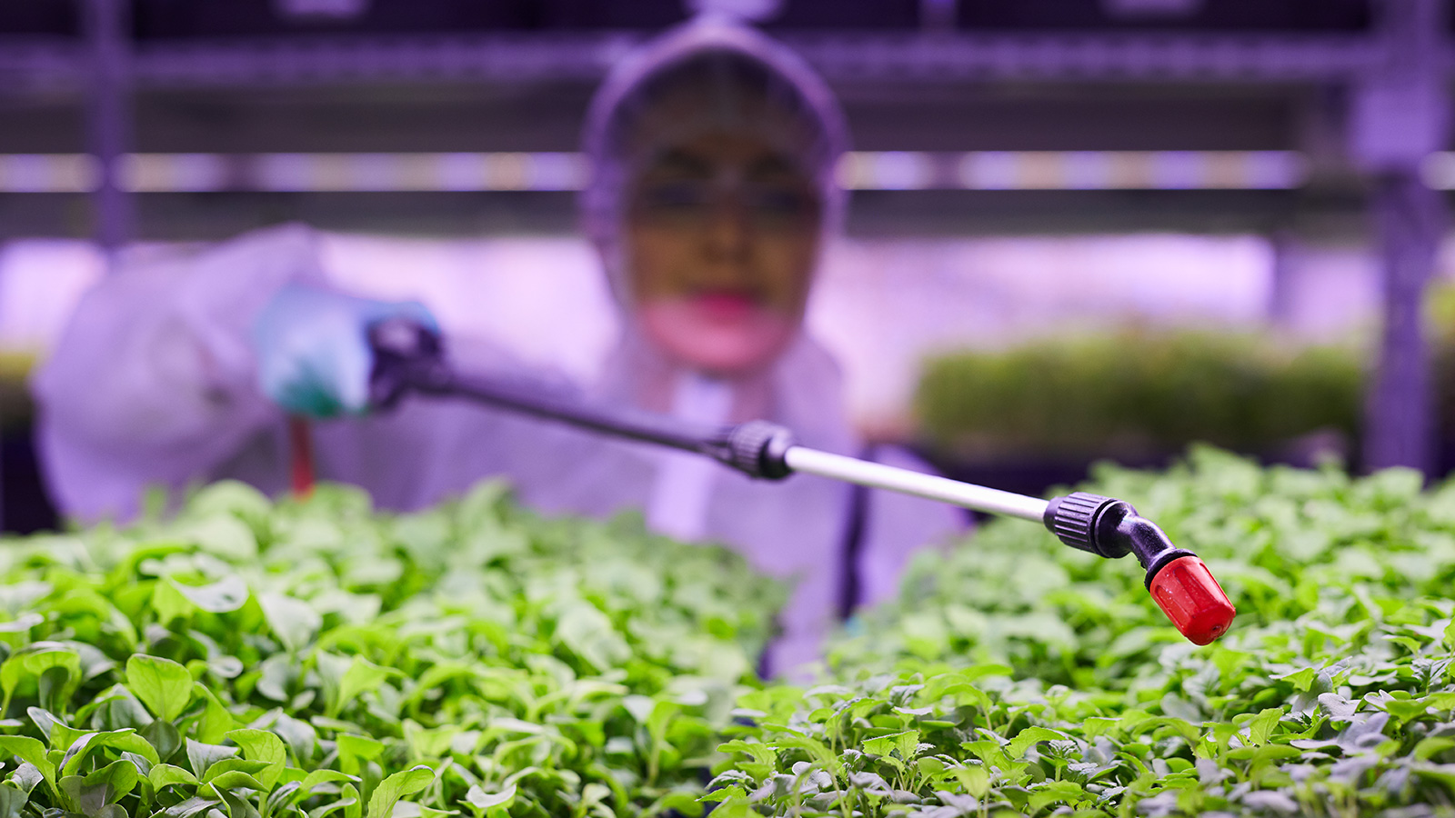 Percloratos por el agua de riego o desinfección de frutas y verduras